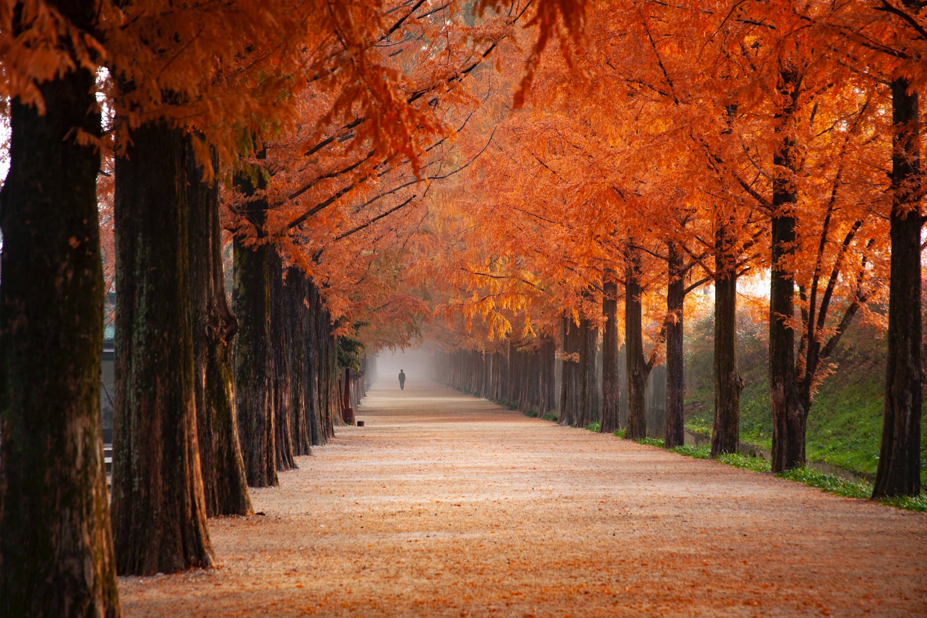 orange trees